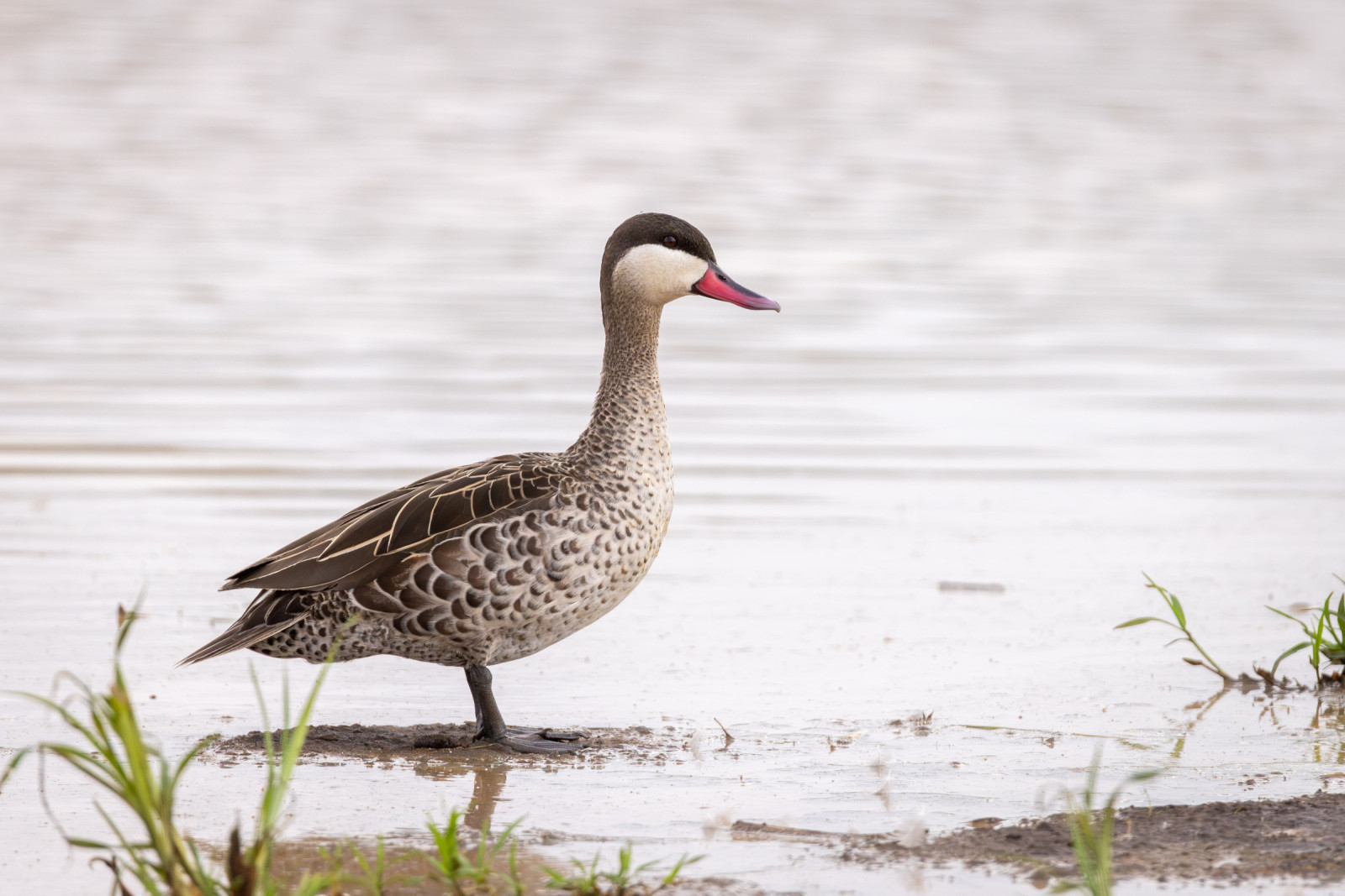 image Red-billed Duck